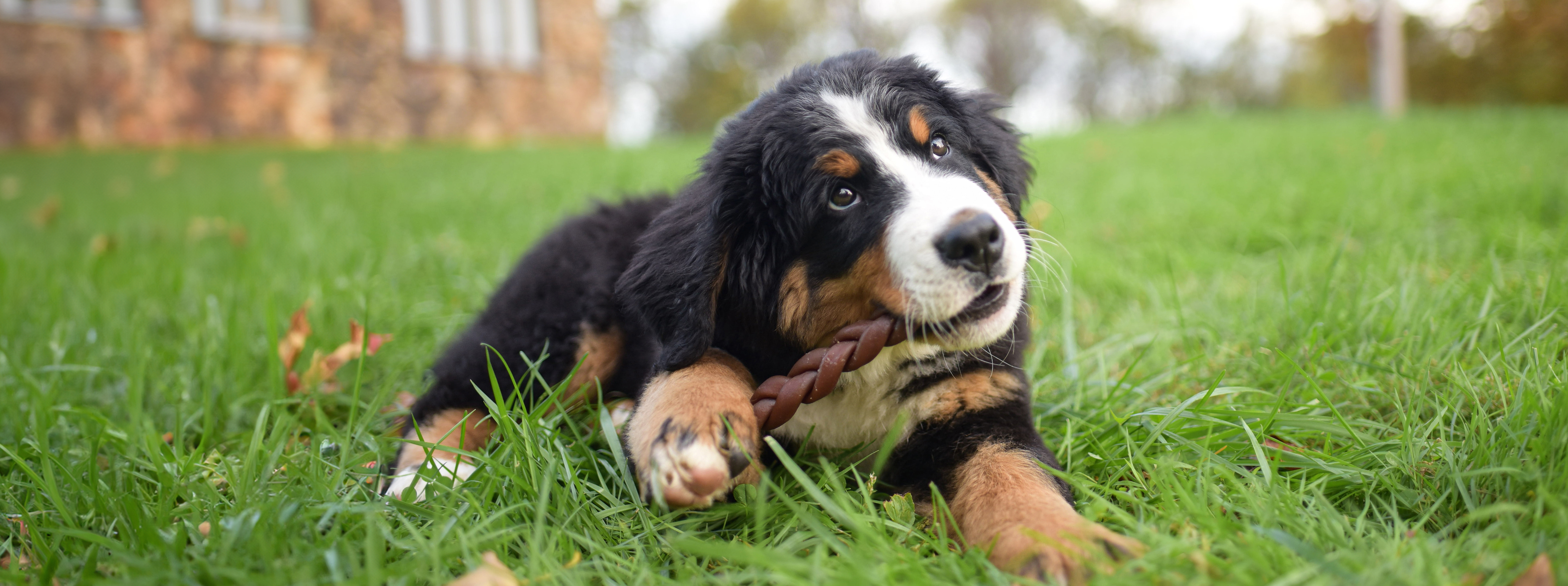 Dog eating NutriChomps
