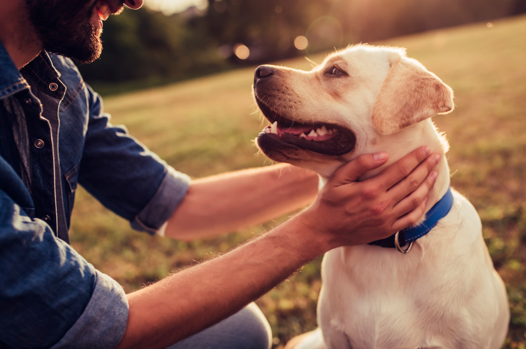 Image for Healthy Options In Dog Bones And Chews