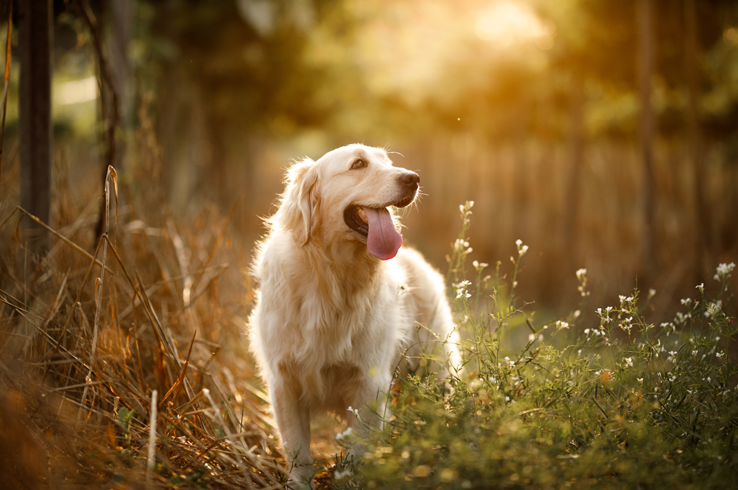 Image for Making The Case For No Rawhide Dog Chews