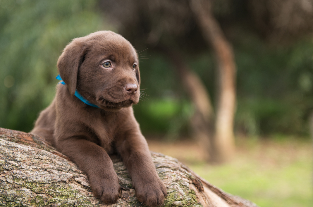 Image for The Satisfaction In Choosing Rawhide Alternatives For Puppies