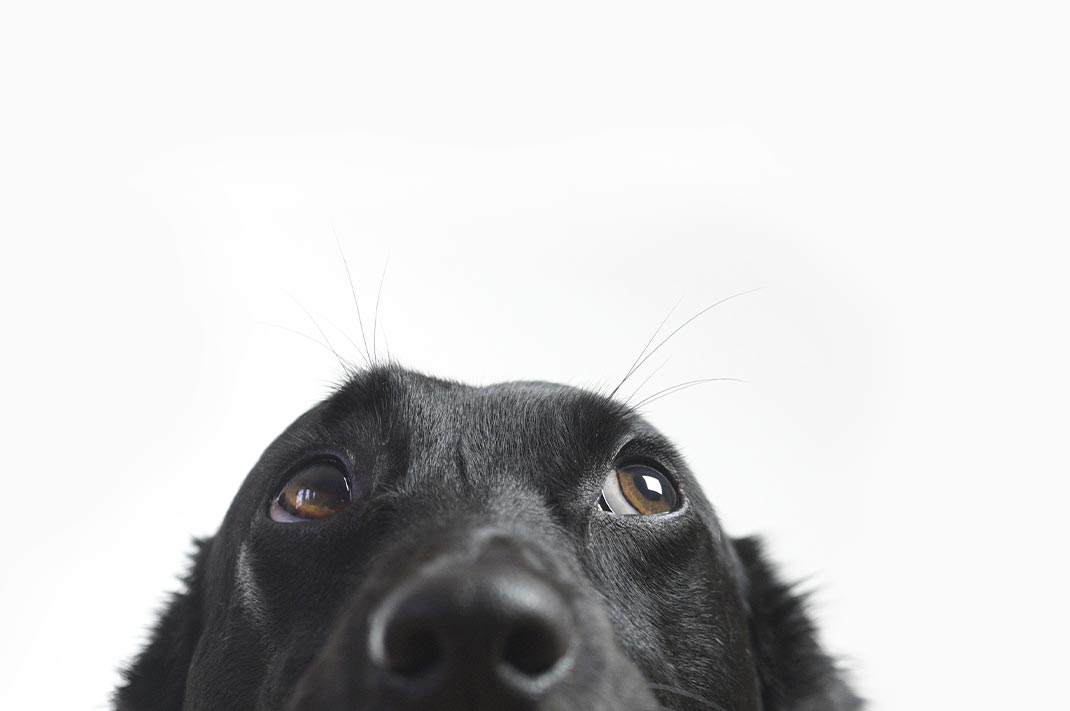 Image for Understanding Healthy Dog Chews