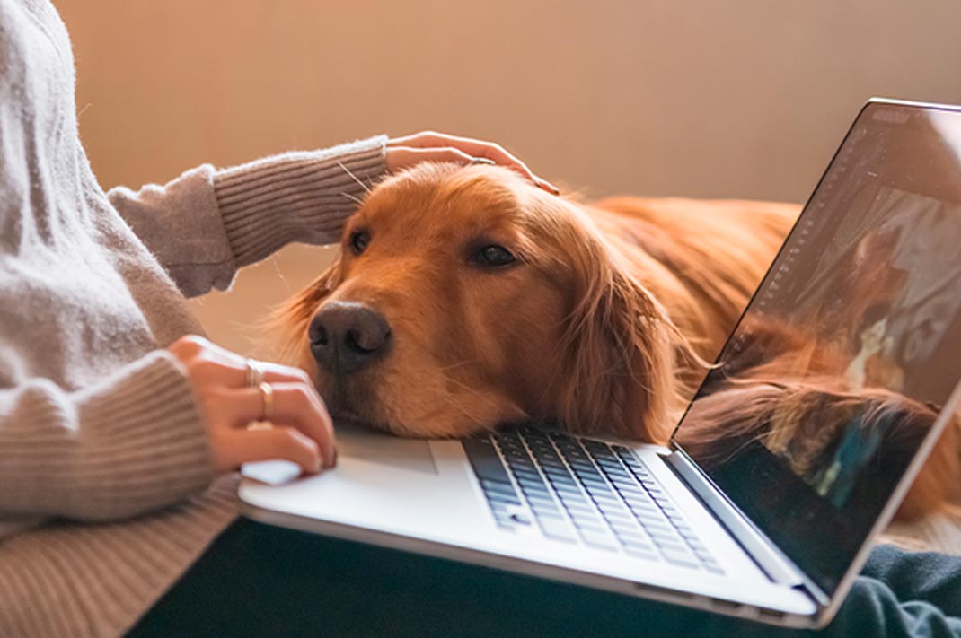 Keeping your dog entertained while working from home